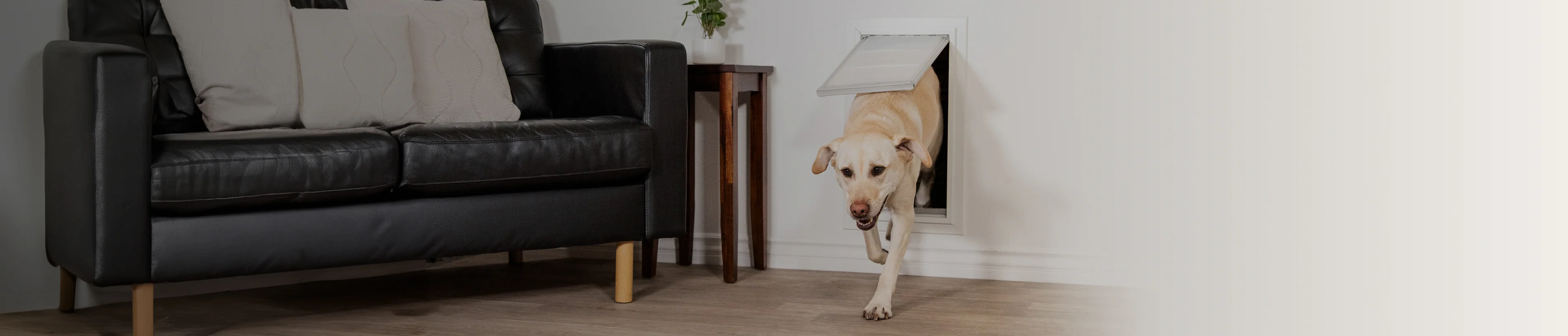 Welcome Home Your Furry Friends